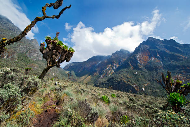 Mt. Rwenzori (5109 m) is the third highest mountain in Africa, the summit is at the border line between Uganda and the DR Congo. The highest Rwenzoris are permanently snow-capped, and they, along with Mount Kilimanjaro and Mount Kenya are the only such in Africa. The Ruwenzoris are often identified with the "Mountains of the Moon" mentioned by Ptolemy.
