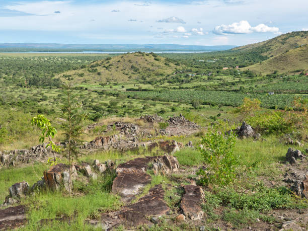 Lake Mburo National Park is located in Kiruhura District in the Western Region of Uganda. The park hosts zebra, hippopotamus, impala, warthog, common eland, African buffalo and over 300 bird species. 
This picture is taken near to Sanga Gate.